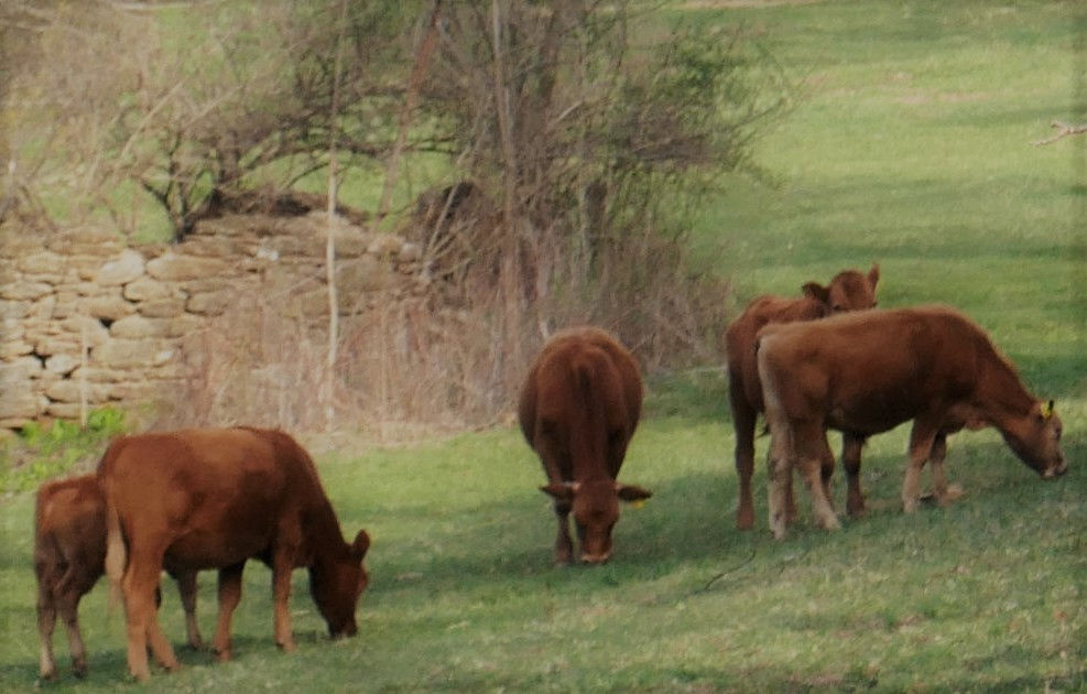 Farm Image 4